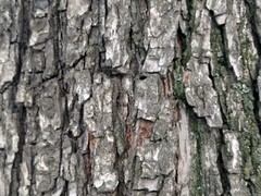 Pyrus turcomanica