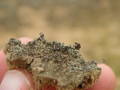 Stereocaulon condensatum