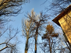 Pyrus turcomanica
