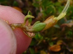 Coprosma perpusilla perpusilla