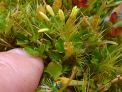 Coprosma perpusilla perpusilla