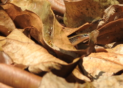 Subdoluseps bowringii