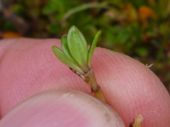 Coprosma perpusilla perpusilla