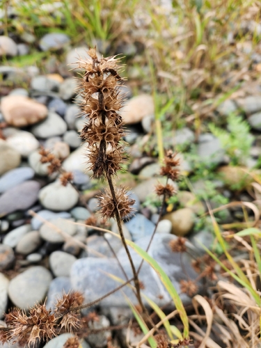 Galeopsis bifida iNat (2)