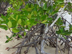 Rhizophora apiculata