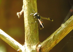 Ropalidia sumatrae