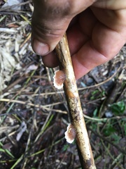 Cymatoderma dendriticum