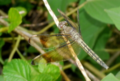 Neurothemis manadensis