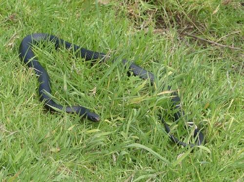 Red-bellied Black Snake sighting