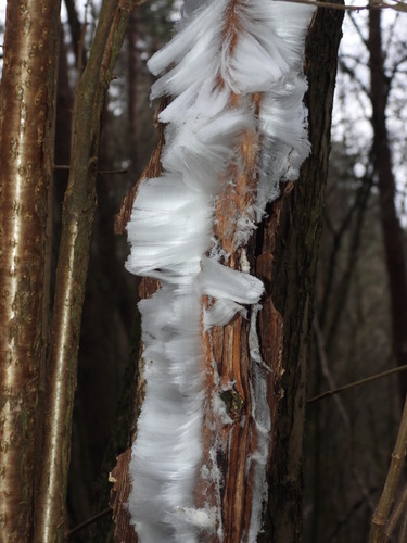 Sklaidžioji vaškaplutė