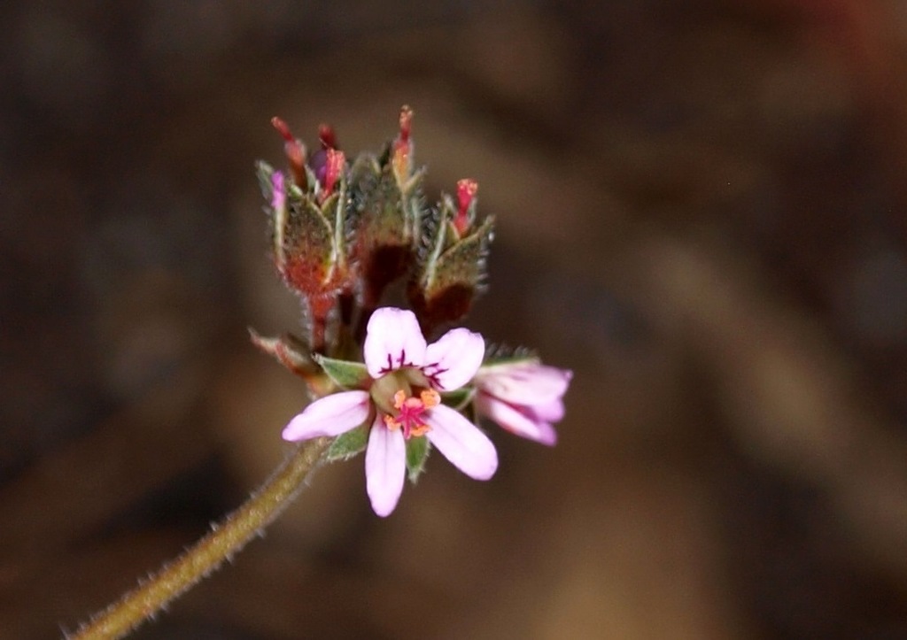 Kopata from Morwell National Park, Stringybark Ridge Section K on ...
