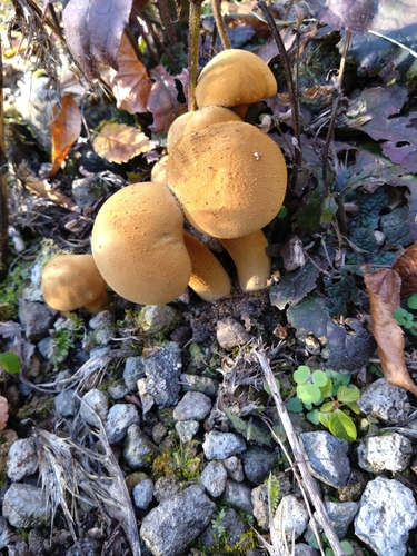 Cystoderma aureum