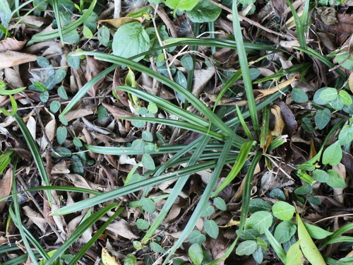 Carex kagoshimensis iNat (3)
