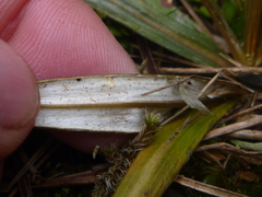 Celmisia armstrongii