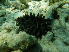 Gastropoda