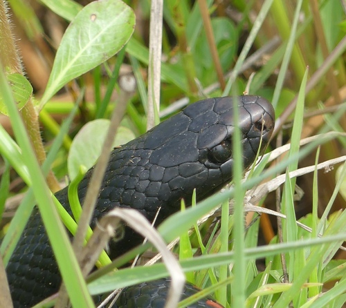 Red-bellied Black Snake sighting