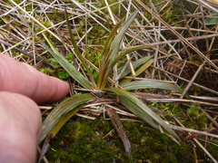 Celmisia armstrongii