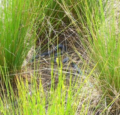 Red-bellied Black Snake sighting