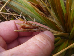 Celmisia armstrongii