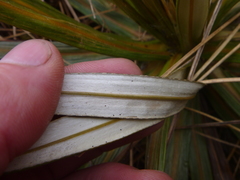 Celmisia armstrongii