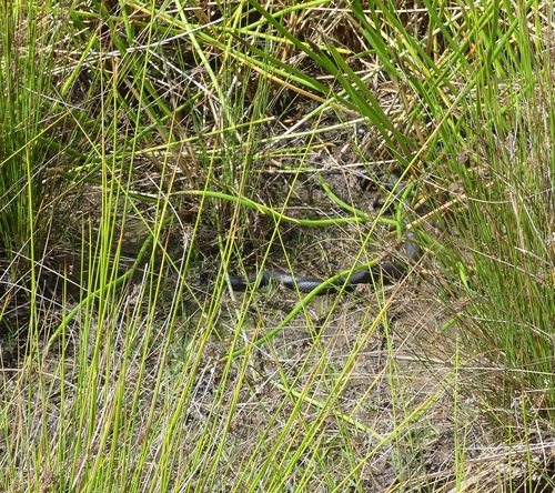 Red-bellied Black Snake sighting