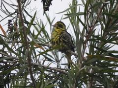 Chloris spinoides