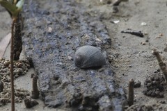 Nerita balteata