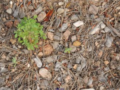 Ononis ornithopodioides