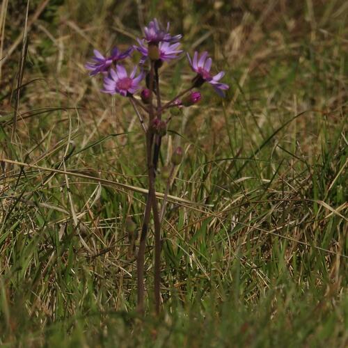 Senecio speciosus, photograph 5