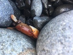 Cyclograpsus insularum