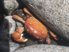 Cyclograpsus insularum