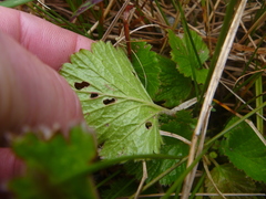 Geum cockaynei