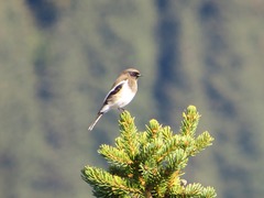 Phoenicurus coeruleocephala