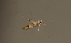 Stathmopoda tritophaea