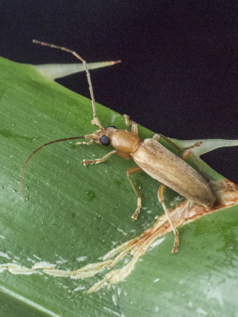Asessinia