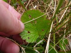 Geum cockaynei