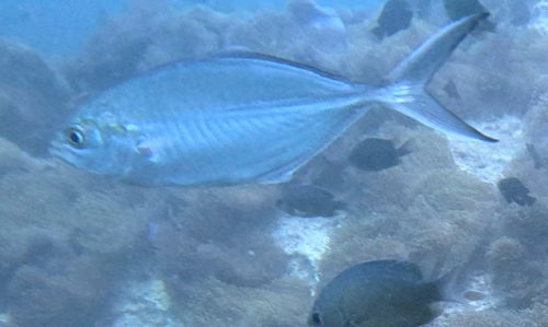 Herring Scad — seen at this dive site
