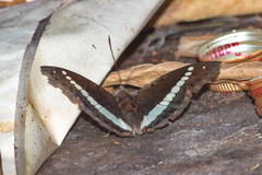 Euthalia recta monilis