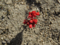 Glomeratae