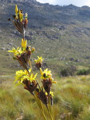 Bobartia rufa