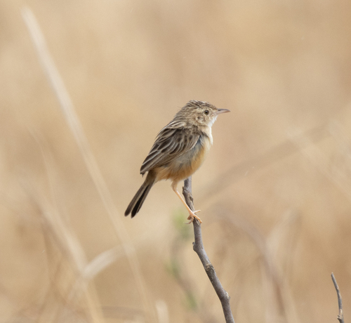 Desert Cisticola (Cisticola aridulus), photo 6