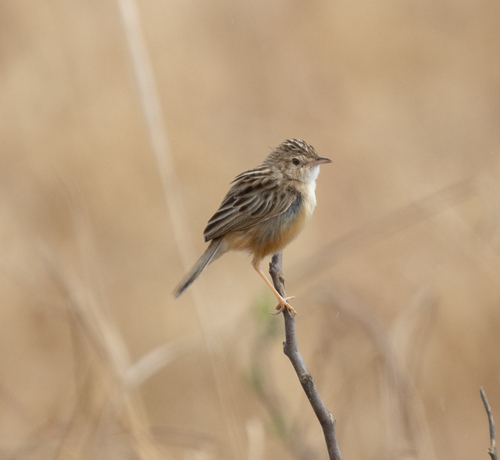 Desert Cisticola (Cisticola aridulus), photo 5