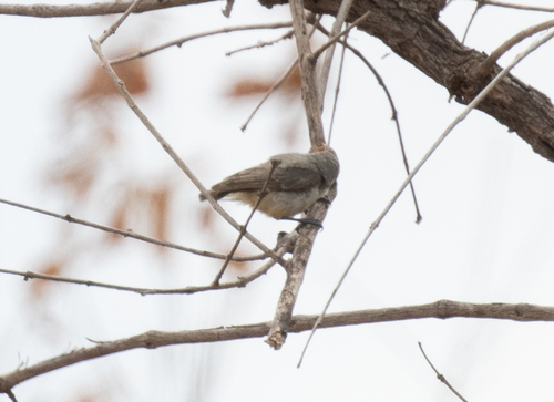 Grey Penduline Tit (Anthoscopus caroli), photo 10