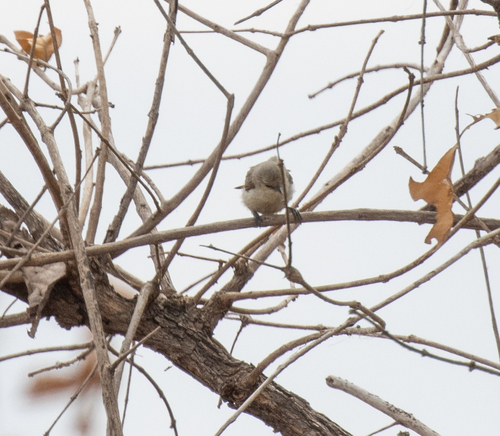 Grey Penduline Tit (Anthoscopus caroli), photo 9