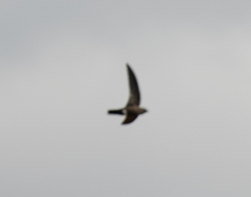 Mottled Spinetail (Telacanthura ussheri), photo 5