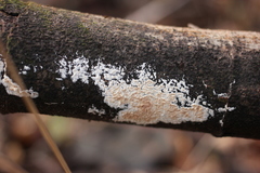 Cylindrobasidium laeve