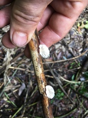 Cymatoderma dendriticum