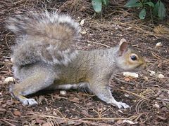 Sciurus carolinensis