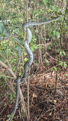 Coastal Carpet Python sighting