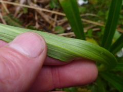 Dolichoglottis lyallii